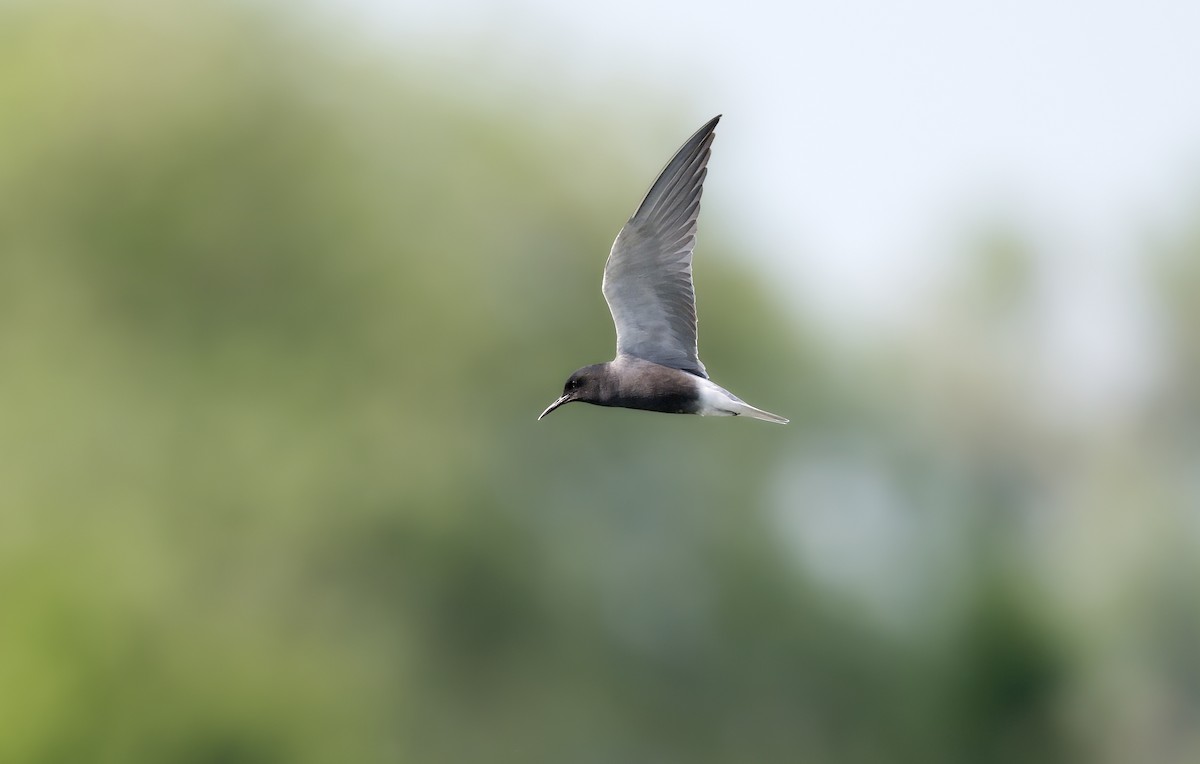 Black Tern - ML643186217