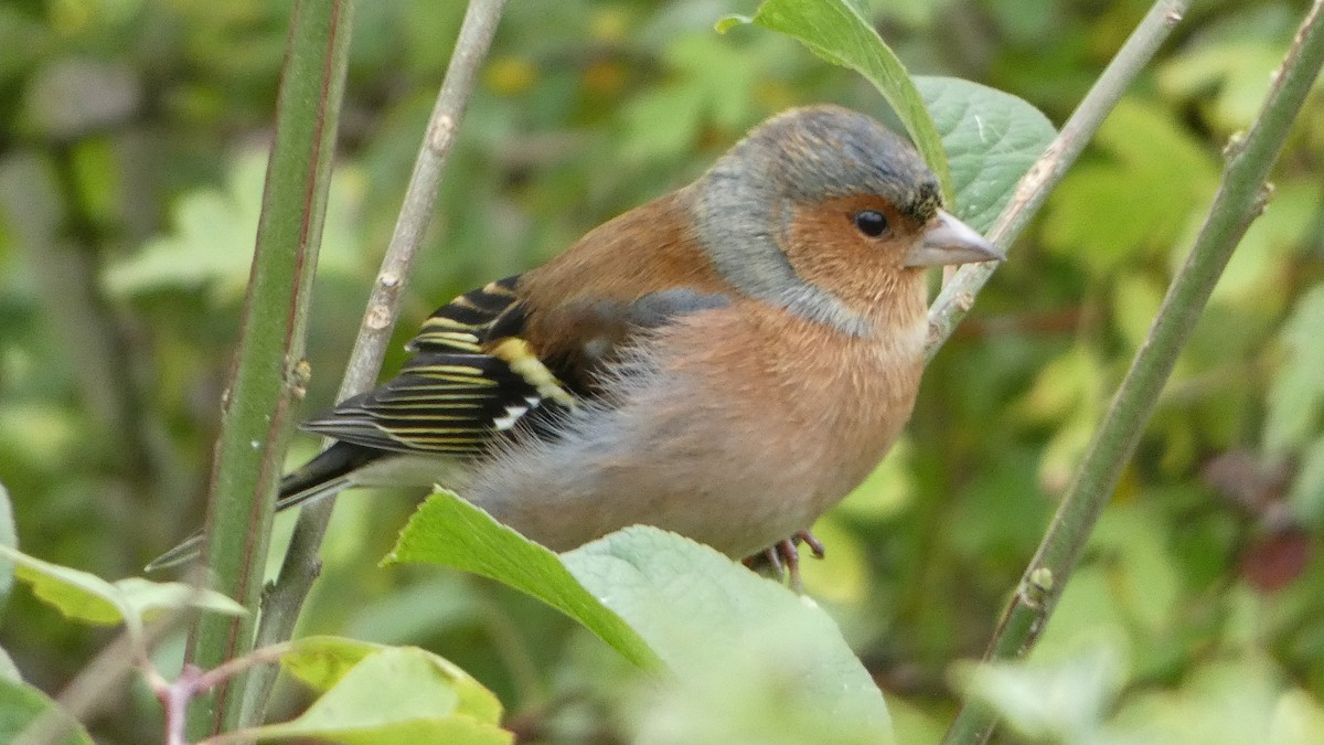 Common Chaffinch - ML643186220