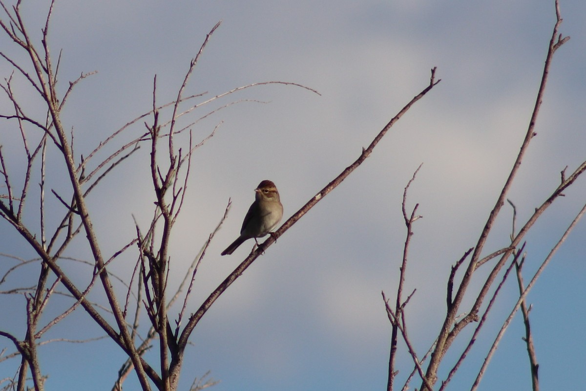 Chipping Sparrow - ML643186222