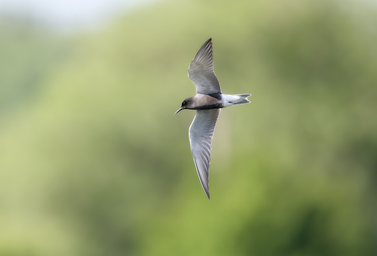 Black Tern - ML643186224