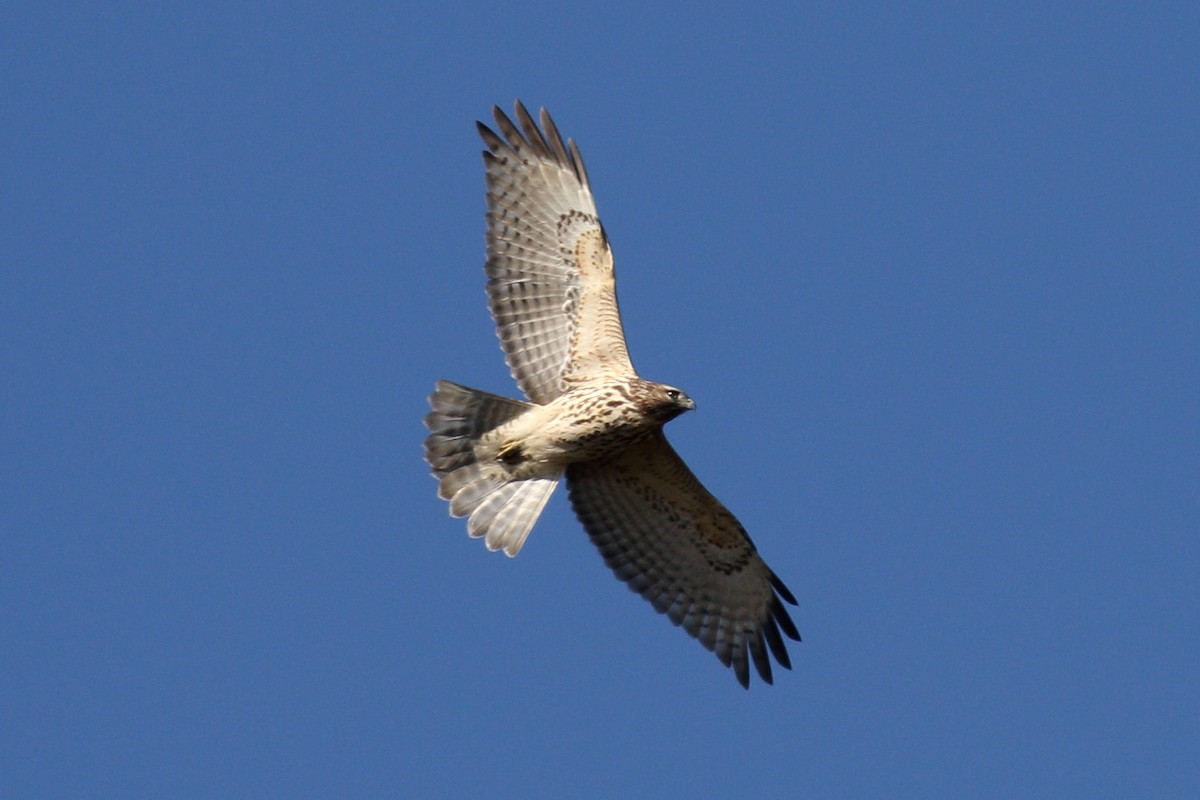 Red-shouldered Hawk - ML643186229