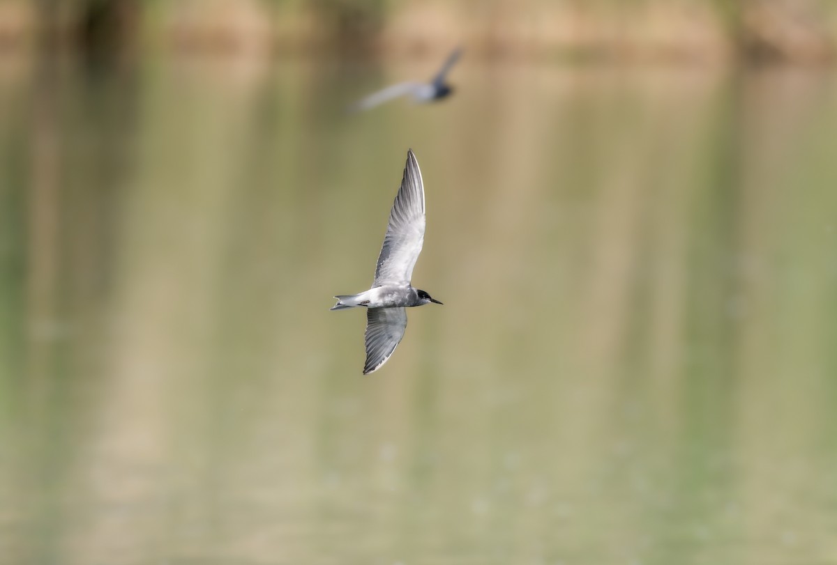 Black Tern - ML643186241
