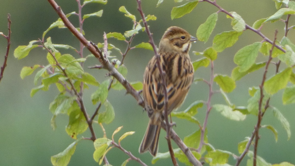 Reed Bunting - ML643186243
