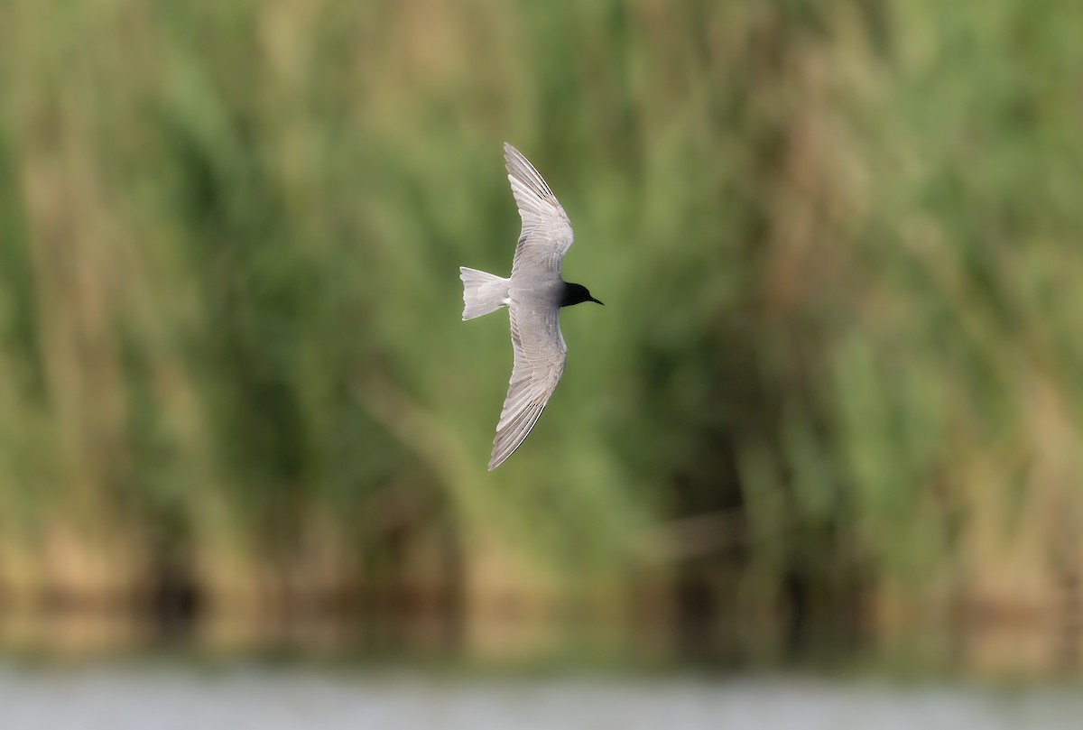 Black Tern - ML643186248