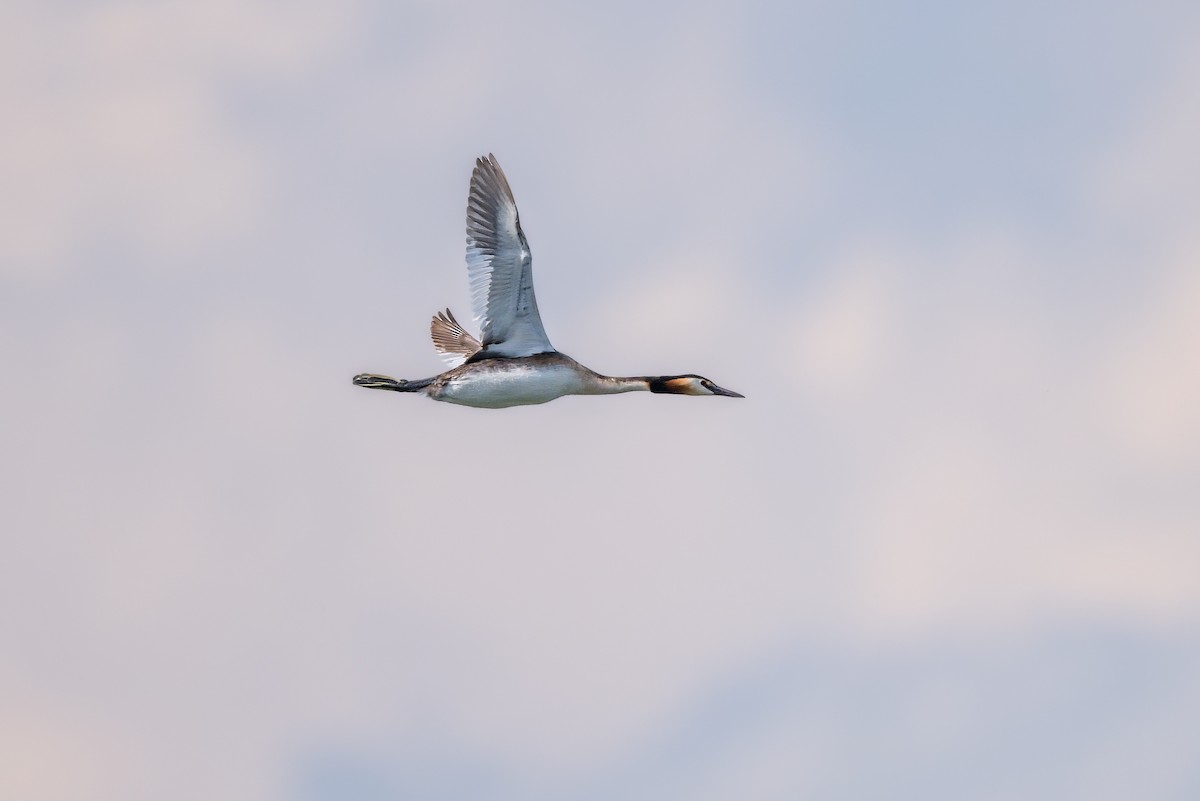 Great Crested Grebe - ML643186255