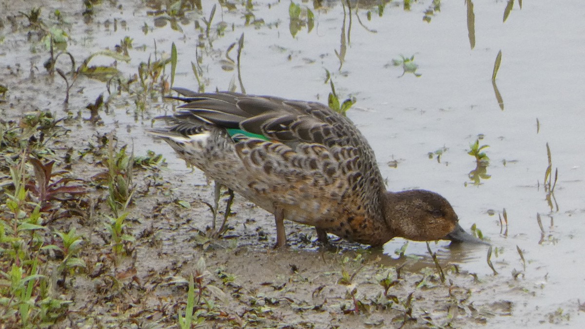 Green-winged Teal - ML643186256