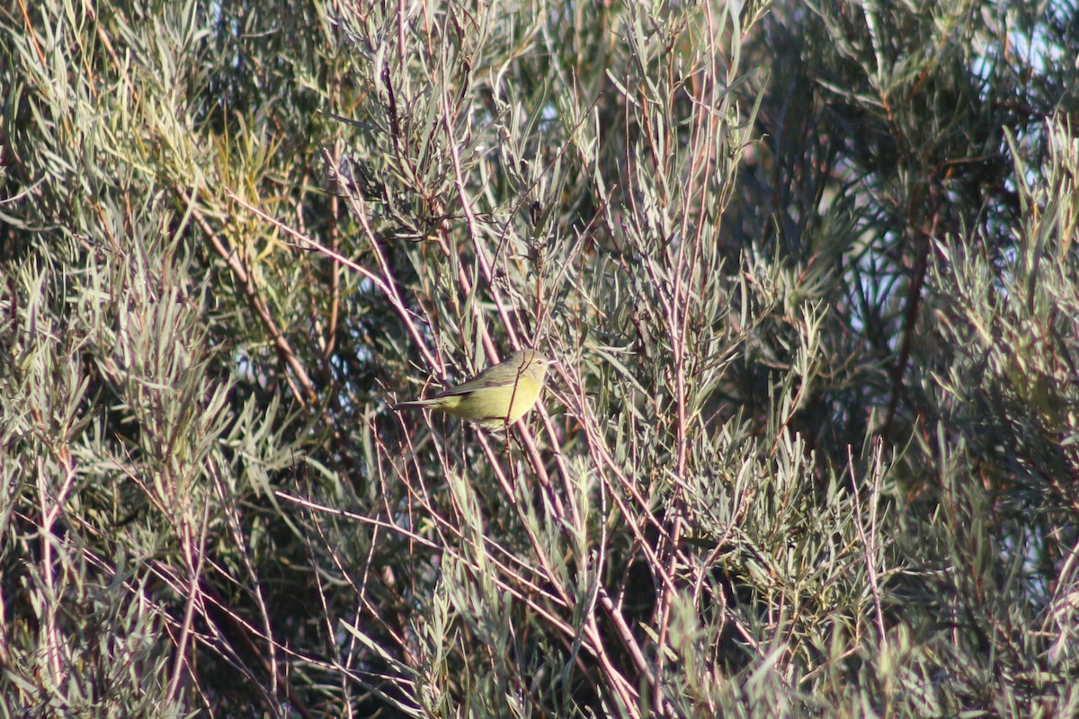 Orange-crowned Warbler - ML643186266