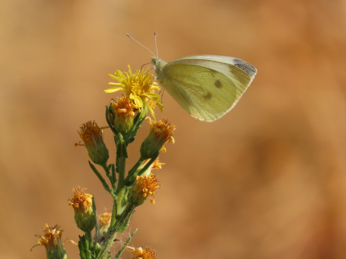 Small White - ML643186279