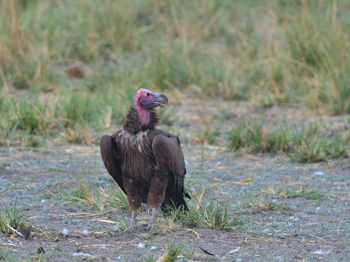 Lappet-faced Vulture - ML643186281