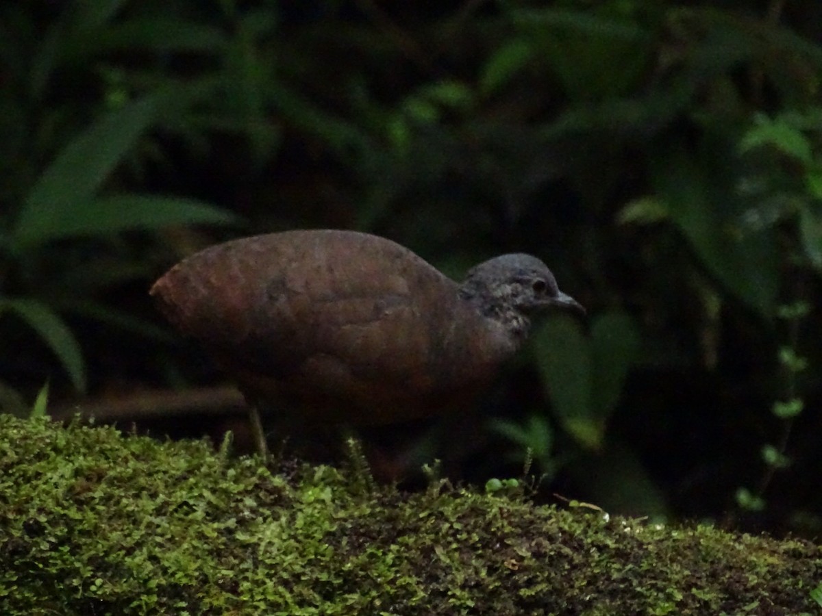 Little Tinamou - ML643186286