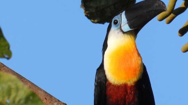 Channel-billed Toucan (Channel-billed) - ML643186290