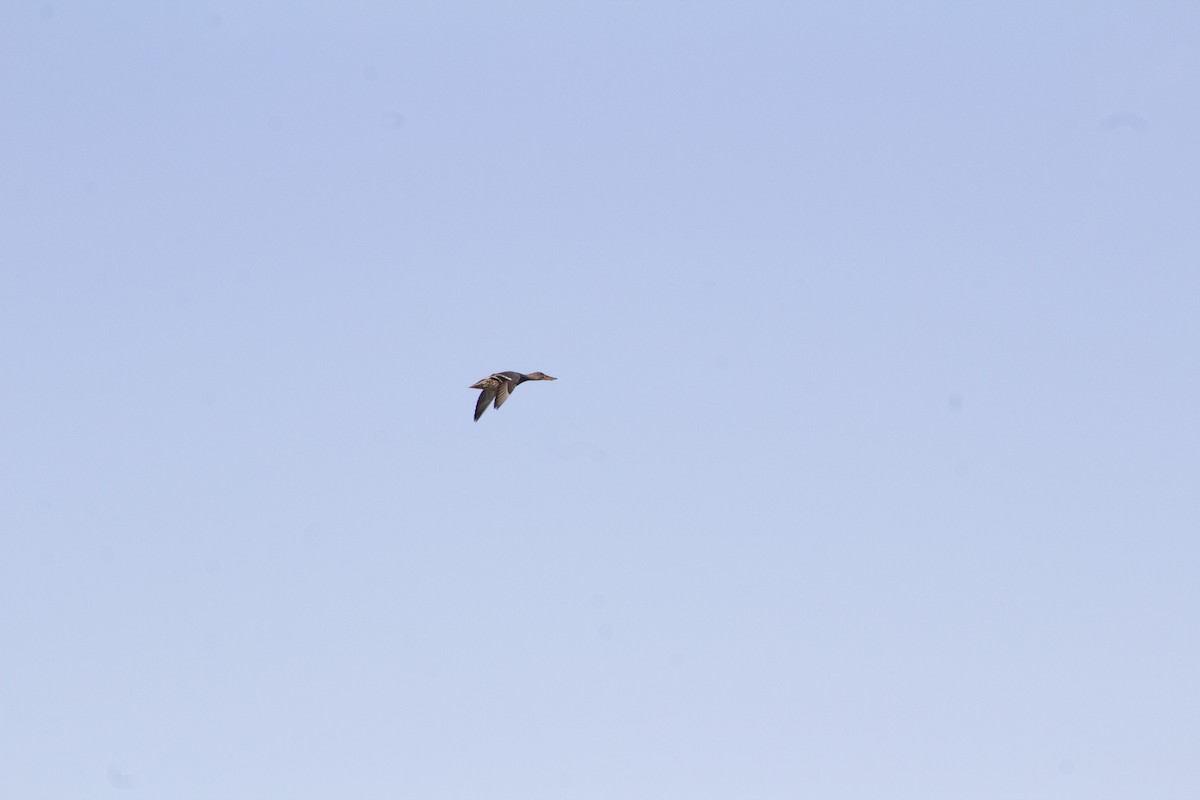 Northern Shoveler - ML643186291