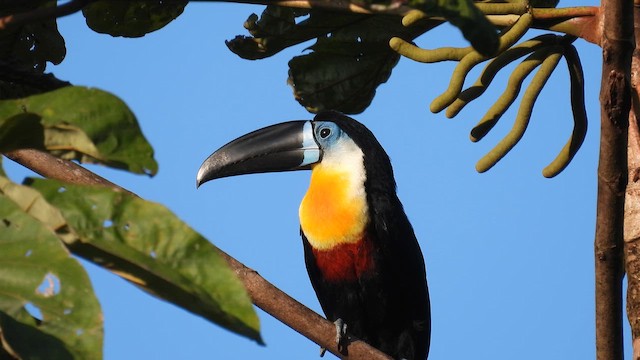 Channel-billed Toucan (Channel-billed) - ML643186293