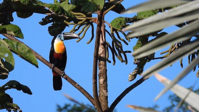 Channel-billed Toucan (Channel-billed) - ML643186294