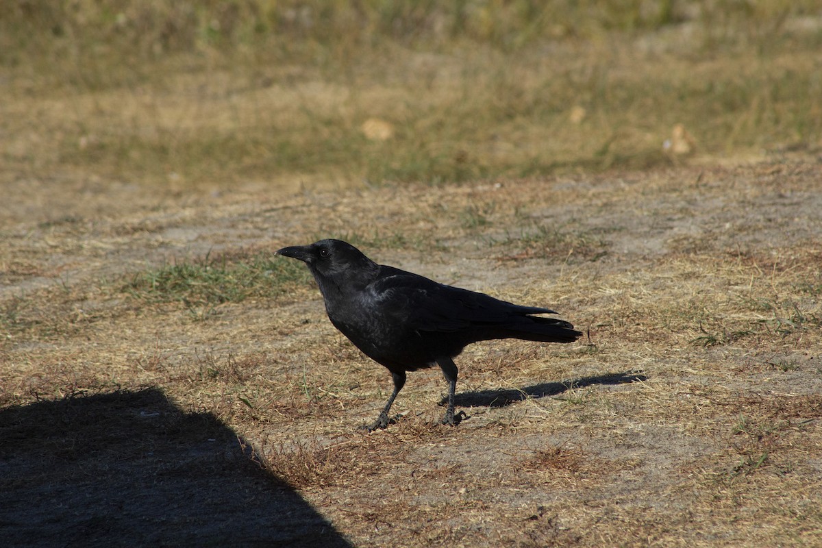 American Crow - ML643186296