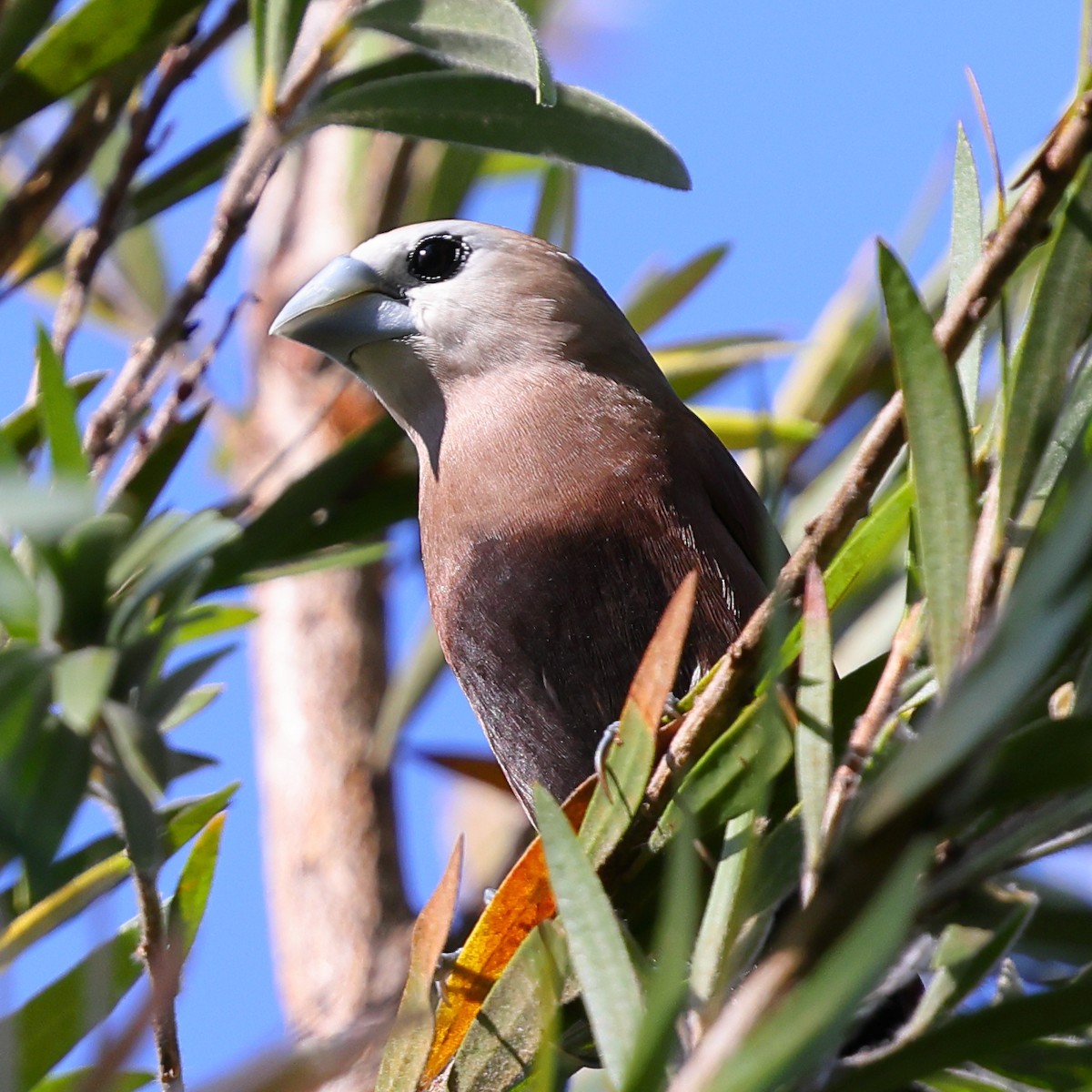 White-headed Munia - ML643186300