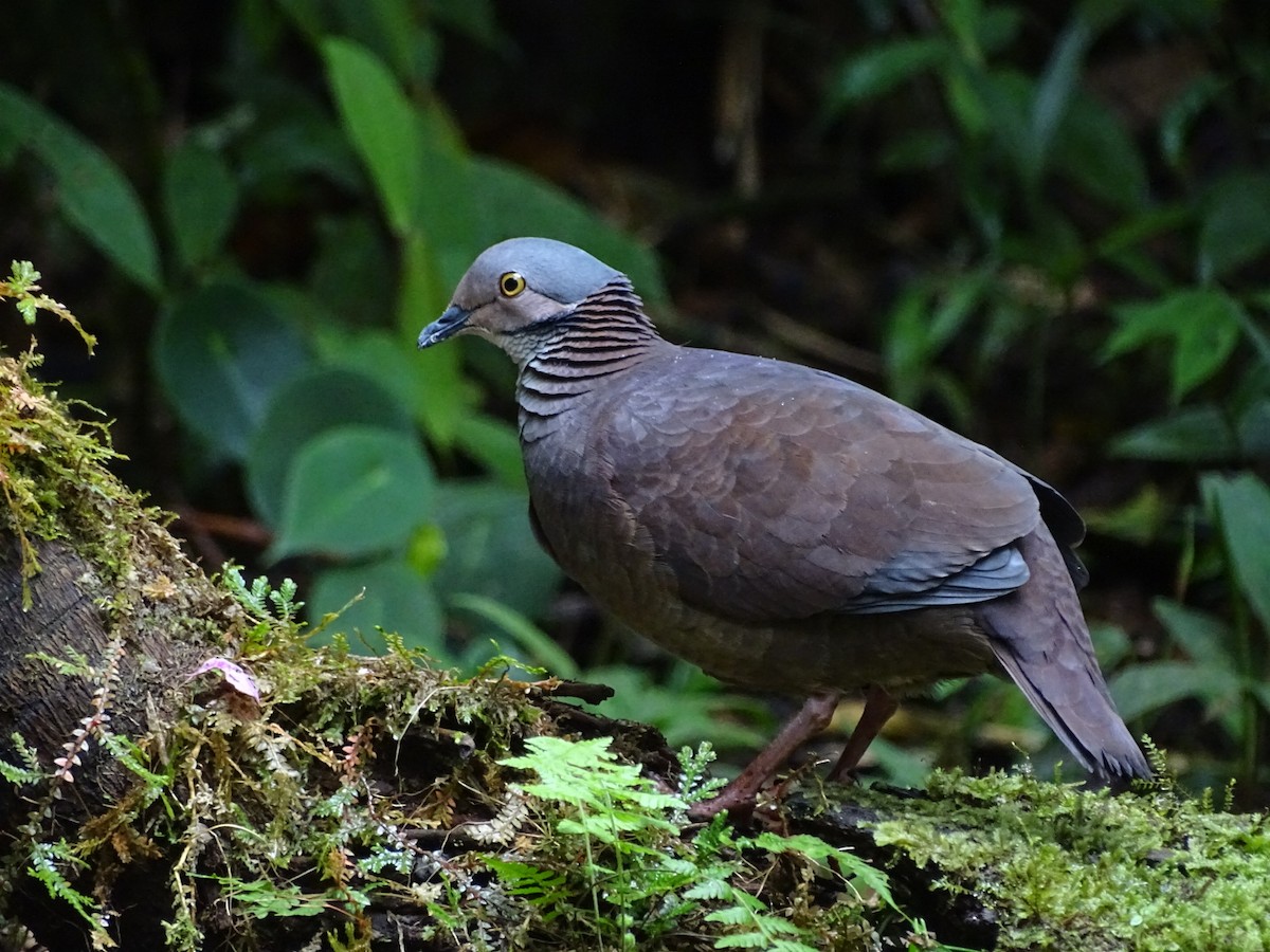 White-throated Quail-Dove - ML643186303