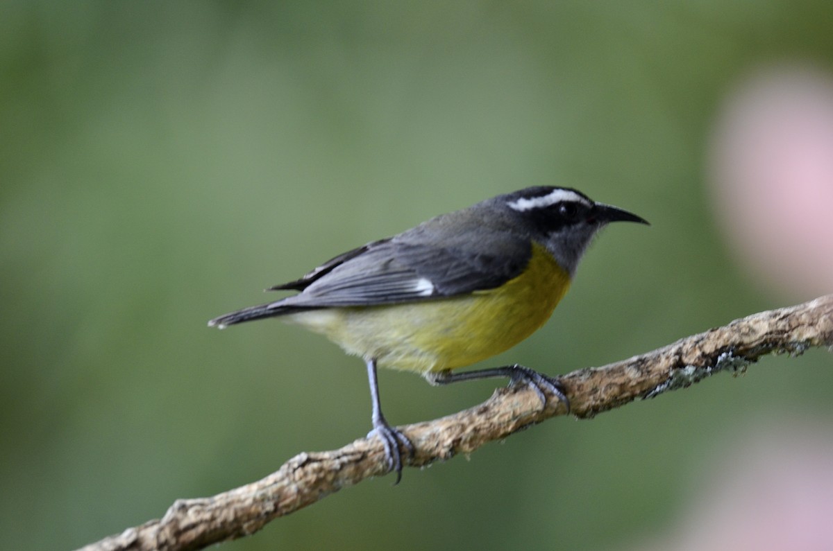 Sucrier à ventre jaune - ML643186311