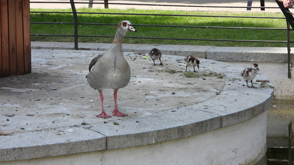 Egyptian Goose - ML643186323