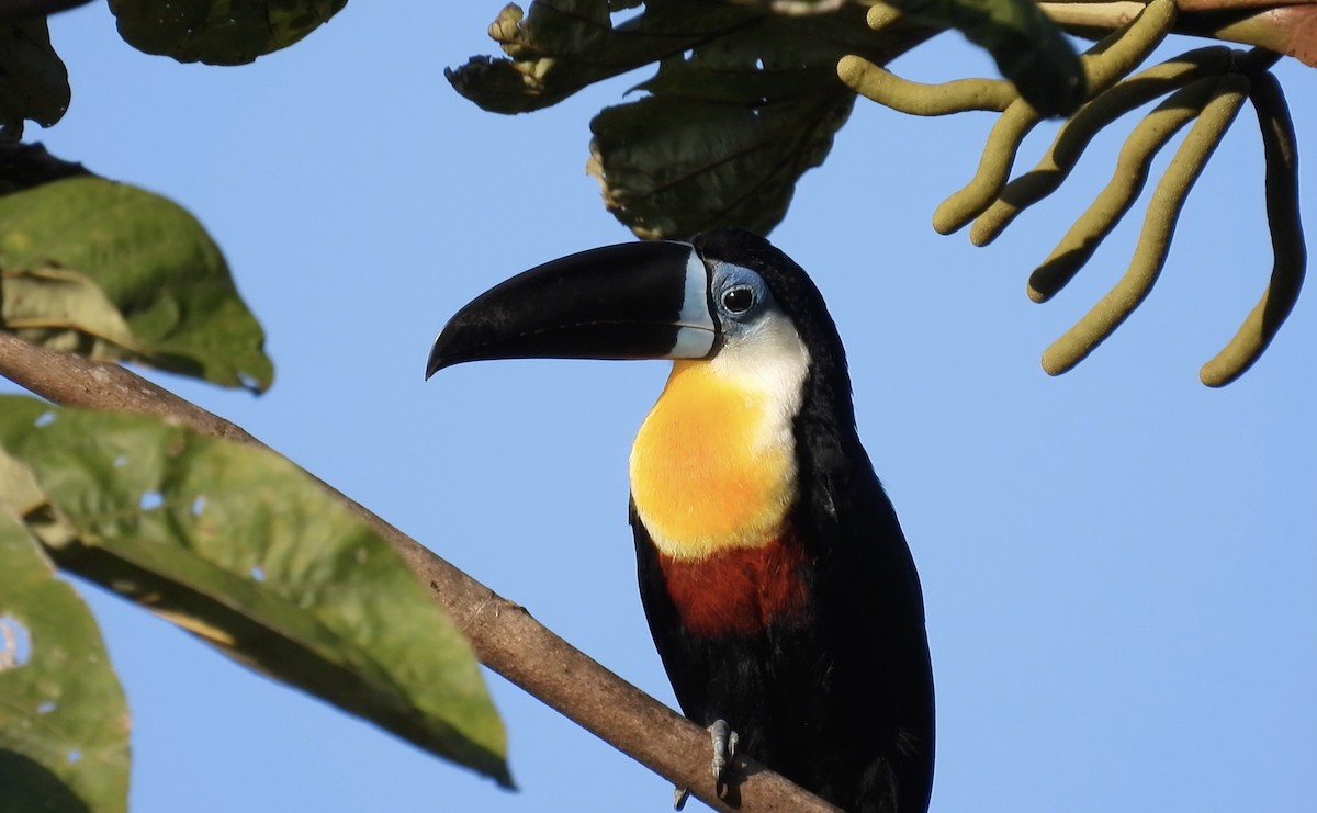 Channel-billed Toucan (Channel-billed) - ML643186329