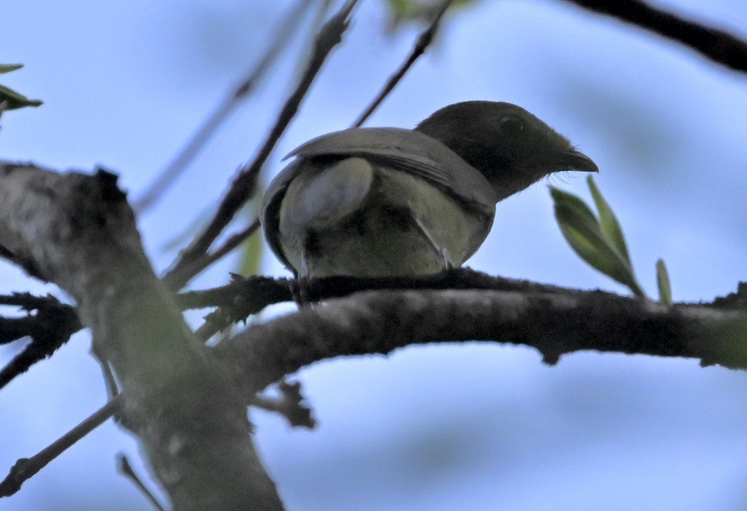 Helmeted Manakin - ML643186336