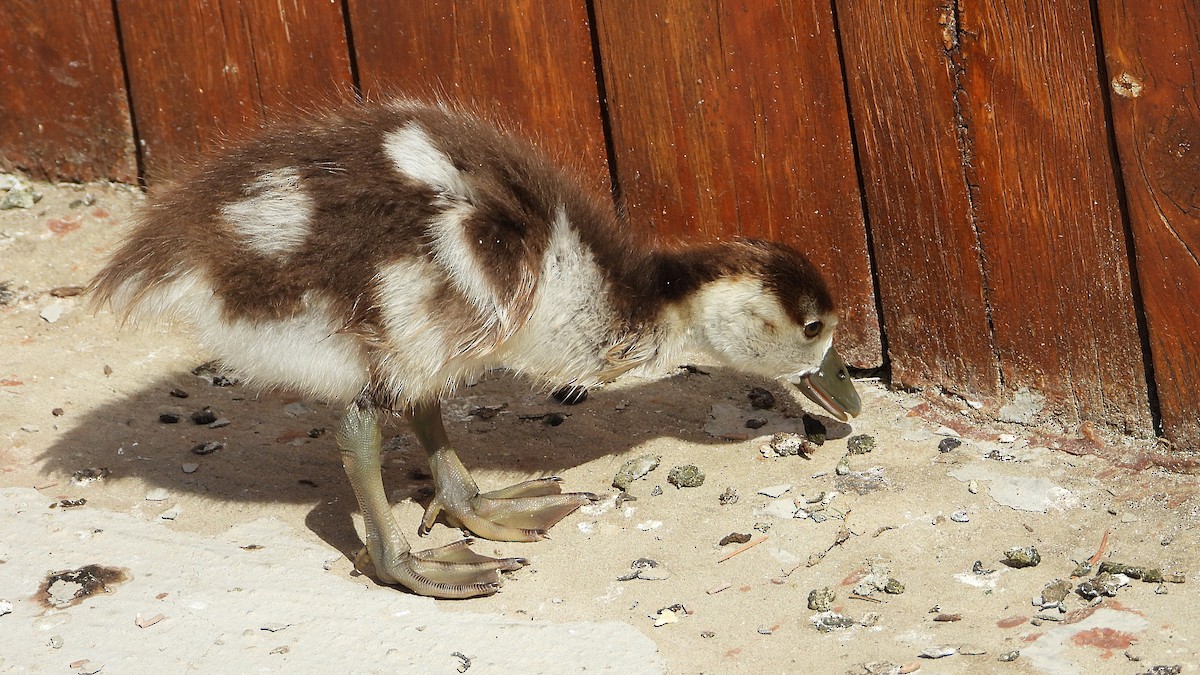 Egyptian Goose - ML643186343