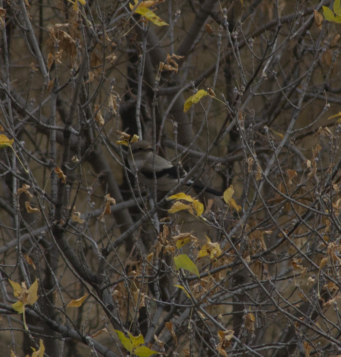Antzandobi boreala - ML643186347
