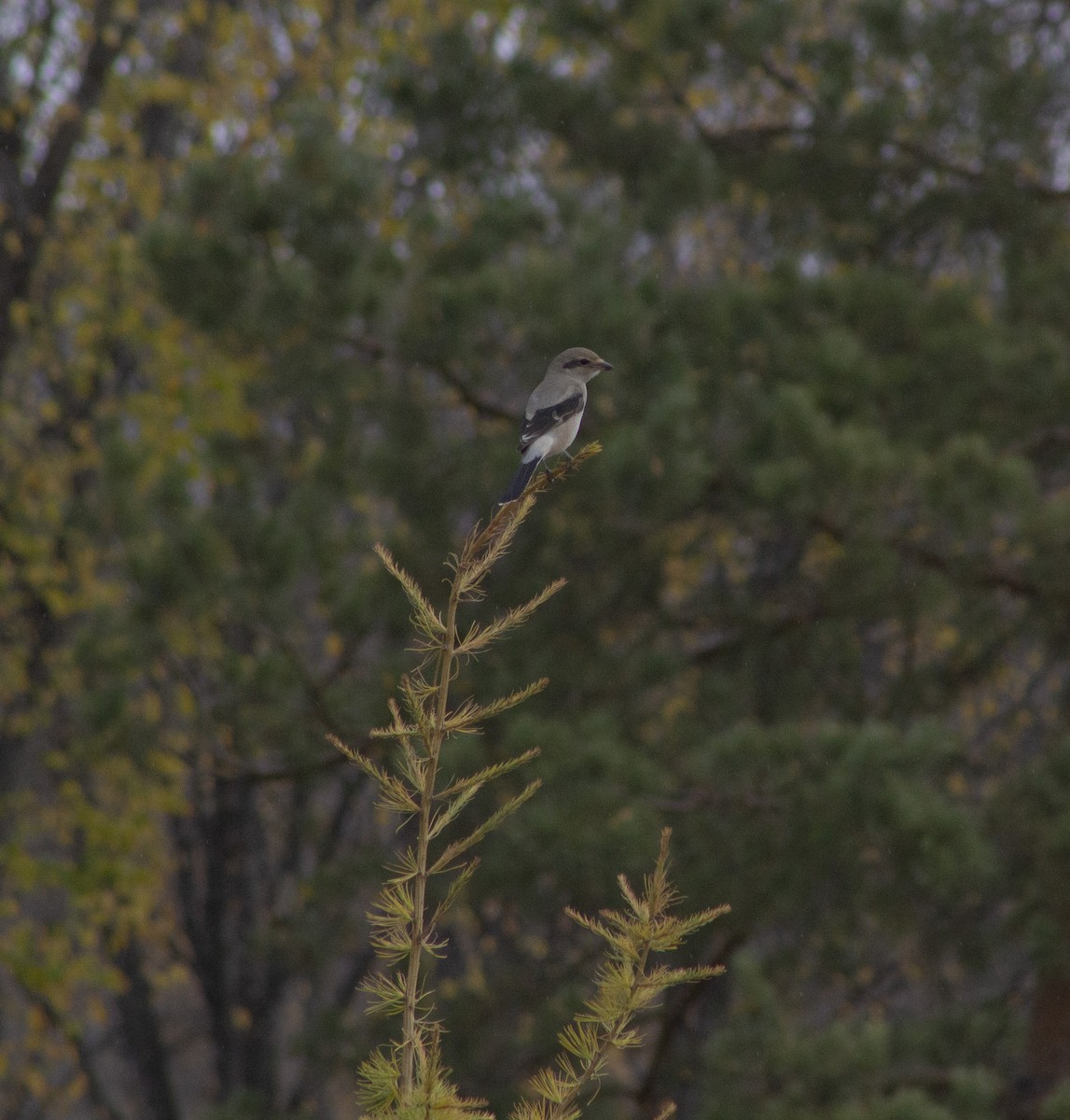Antzandobi boreala - ML643186348