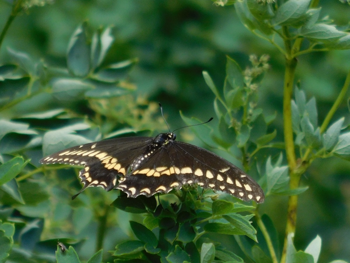 Eastern Black Swallowtail - ML643186350
