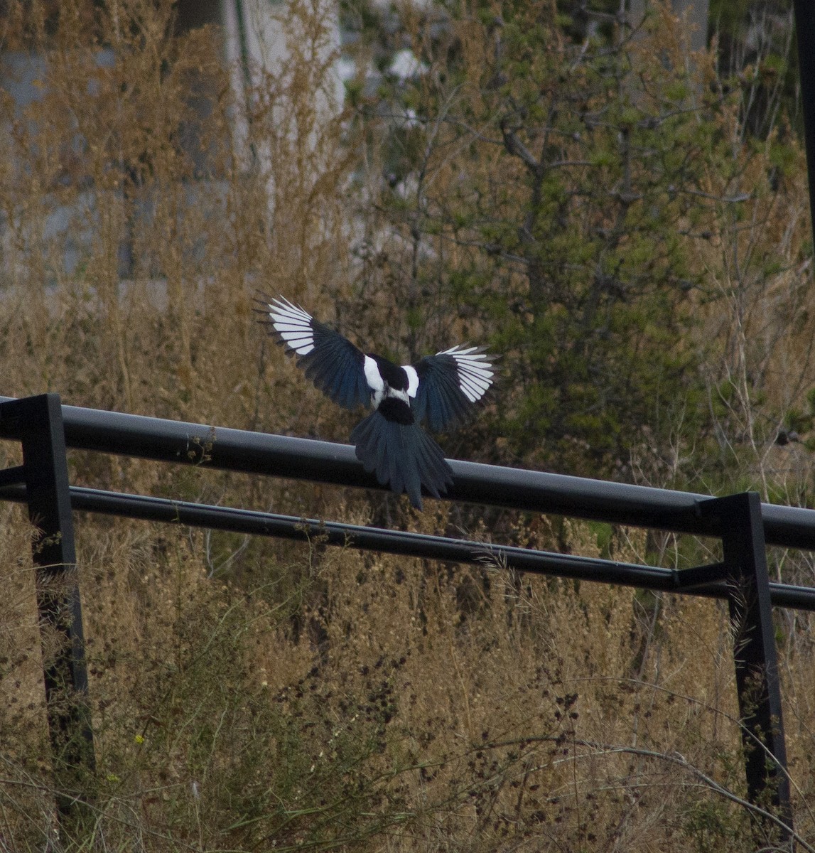 Black-billed Magpie - ML643186354