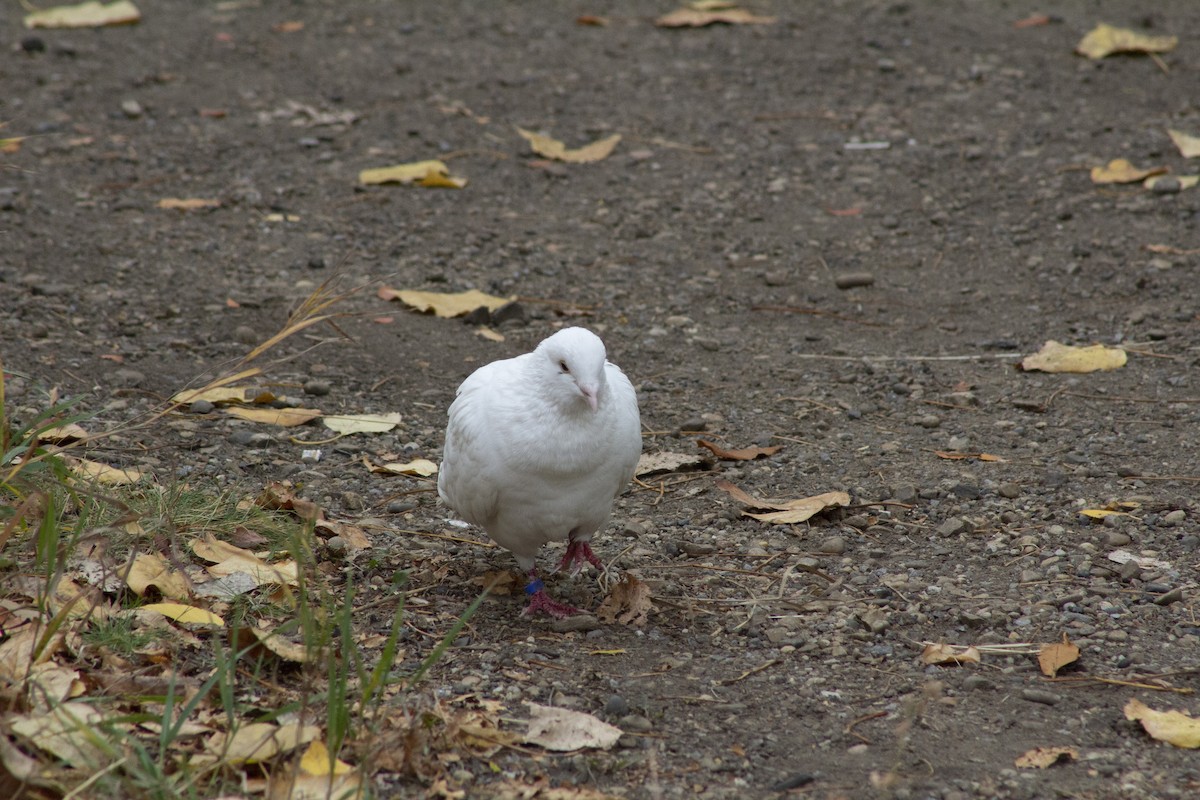 Piccione domestico - ML643186369