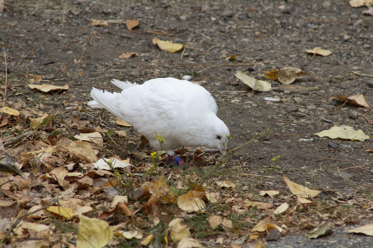 Piccione domestico - ML643186370
