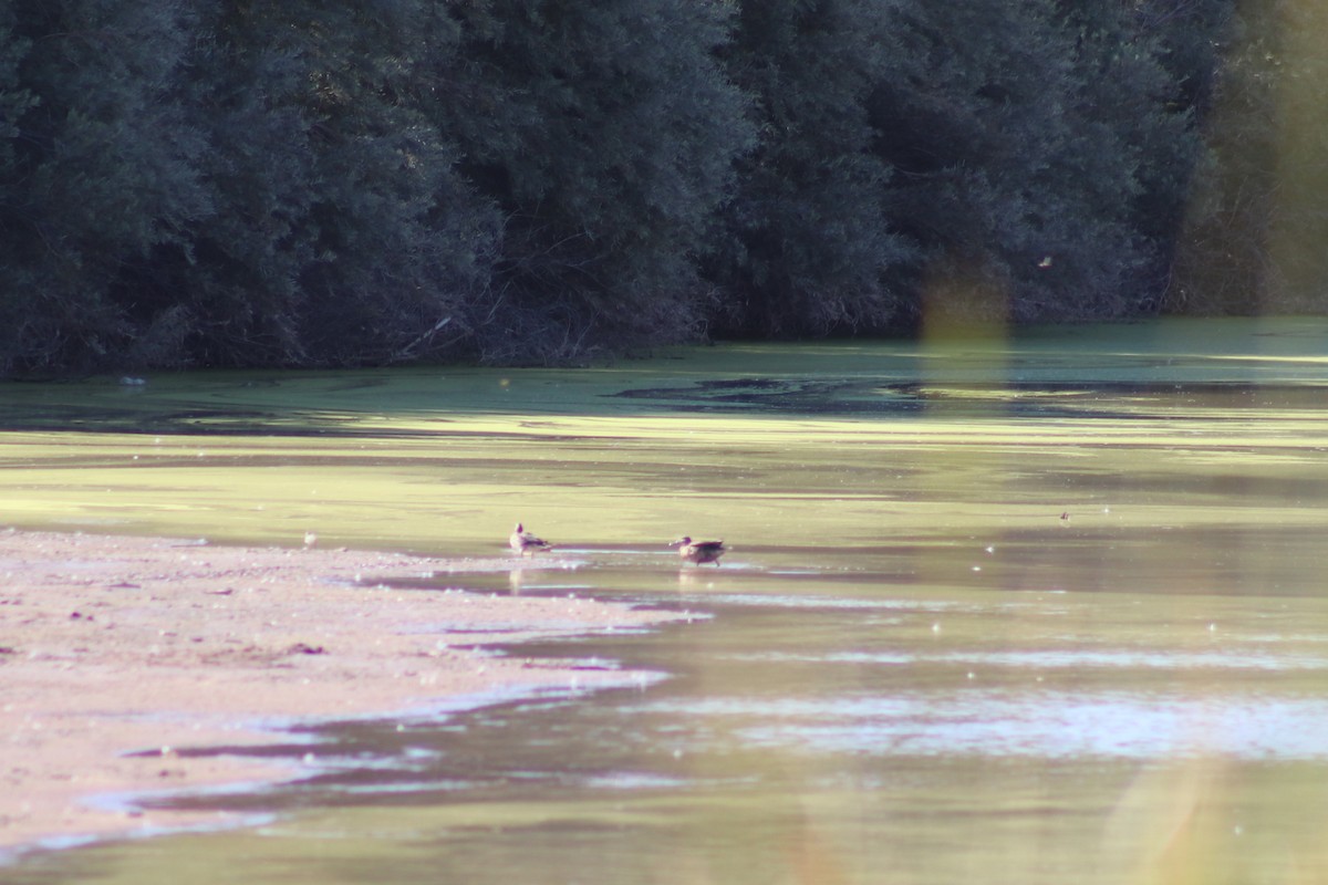 Mexican Duck - ML643186377
