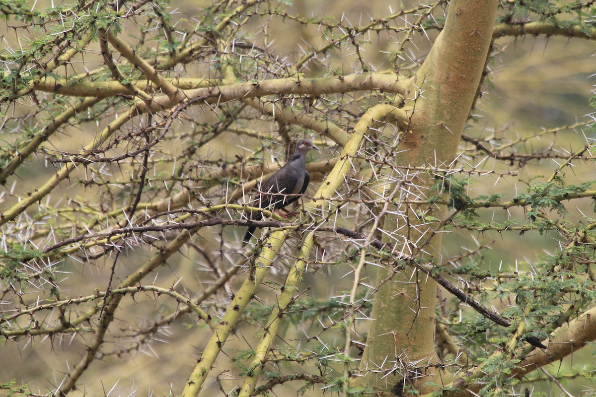 Dusky Turtle-Dove - ML643186379