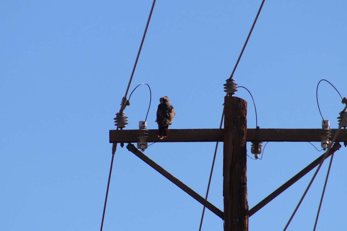 Red-tailed Hawk - ML643186382