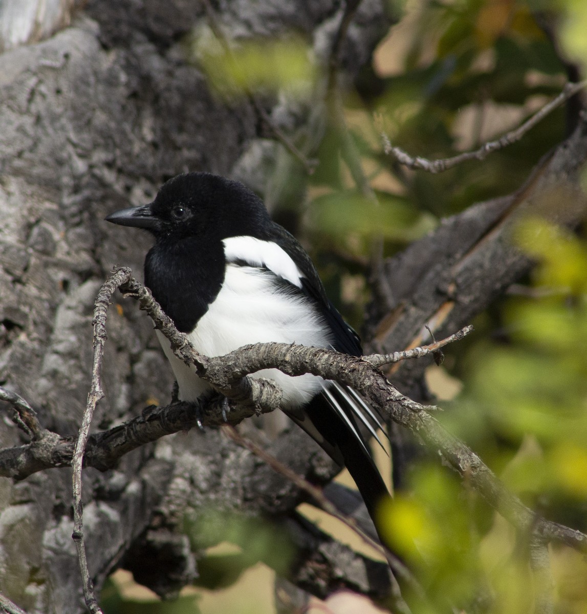 Black-billed Magpie - ML643186388
