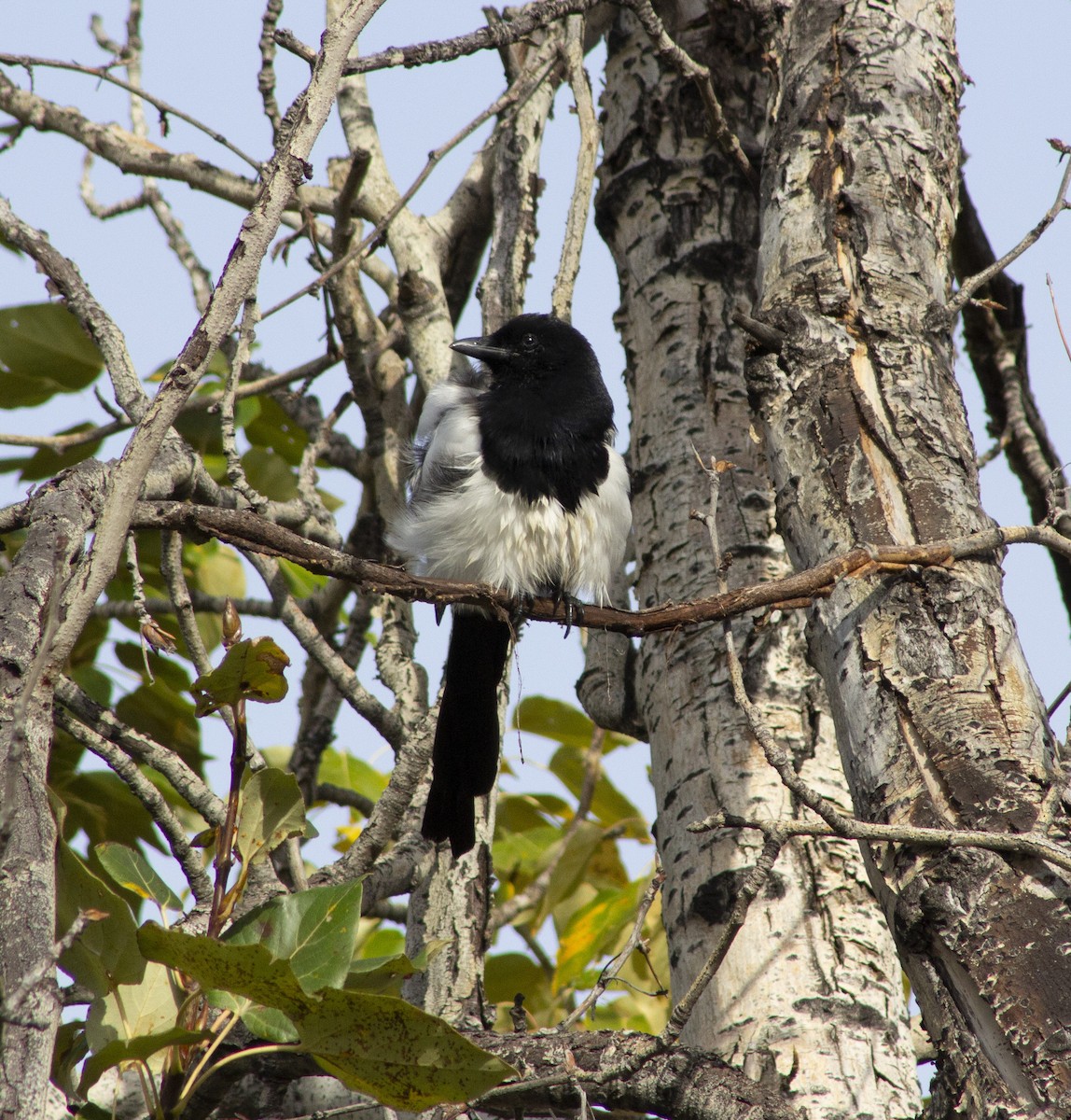 Black-billed Magpie - ML643186389