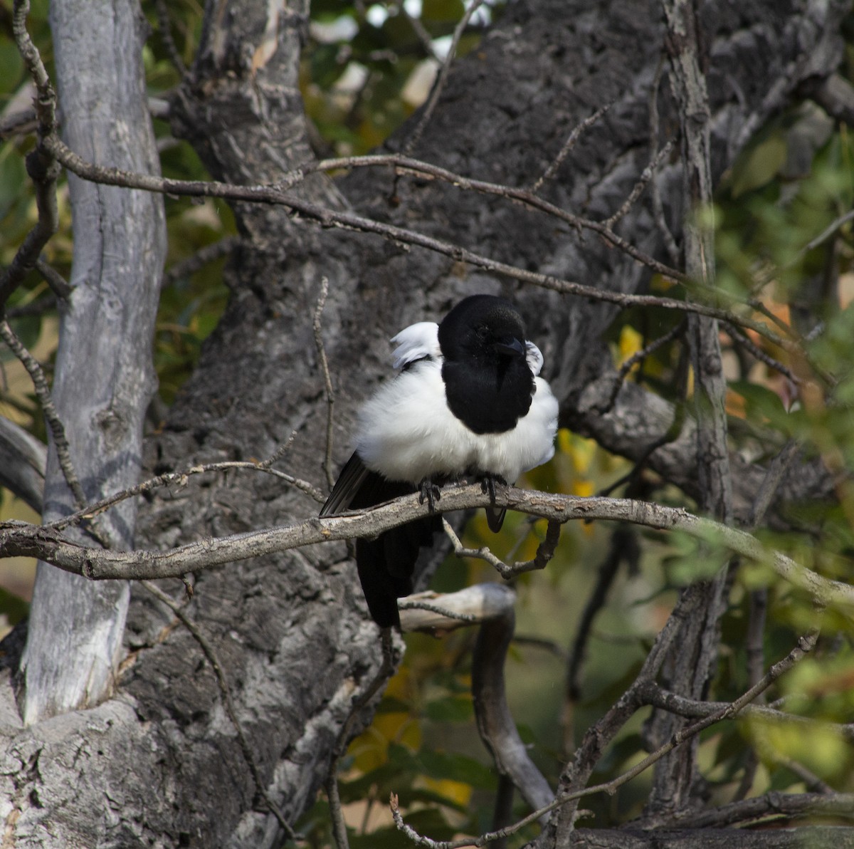 Black-billed Magpie - ML643186391