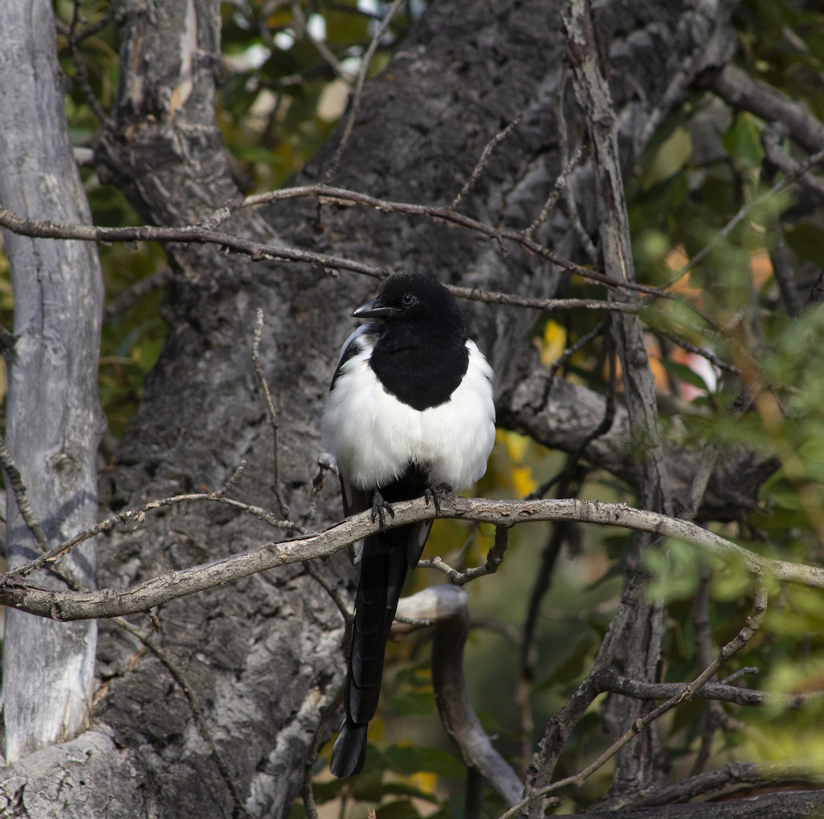 Black-billed Magpie - ML643186392