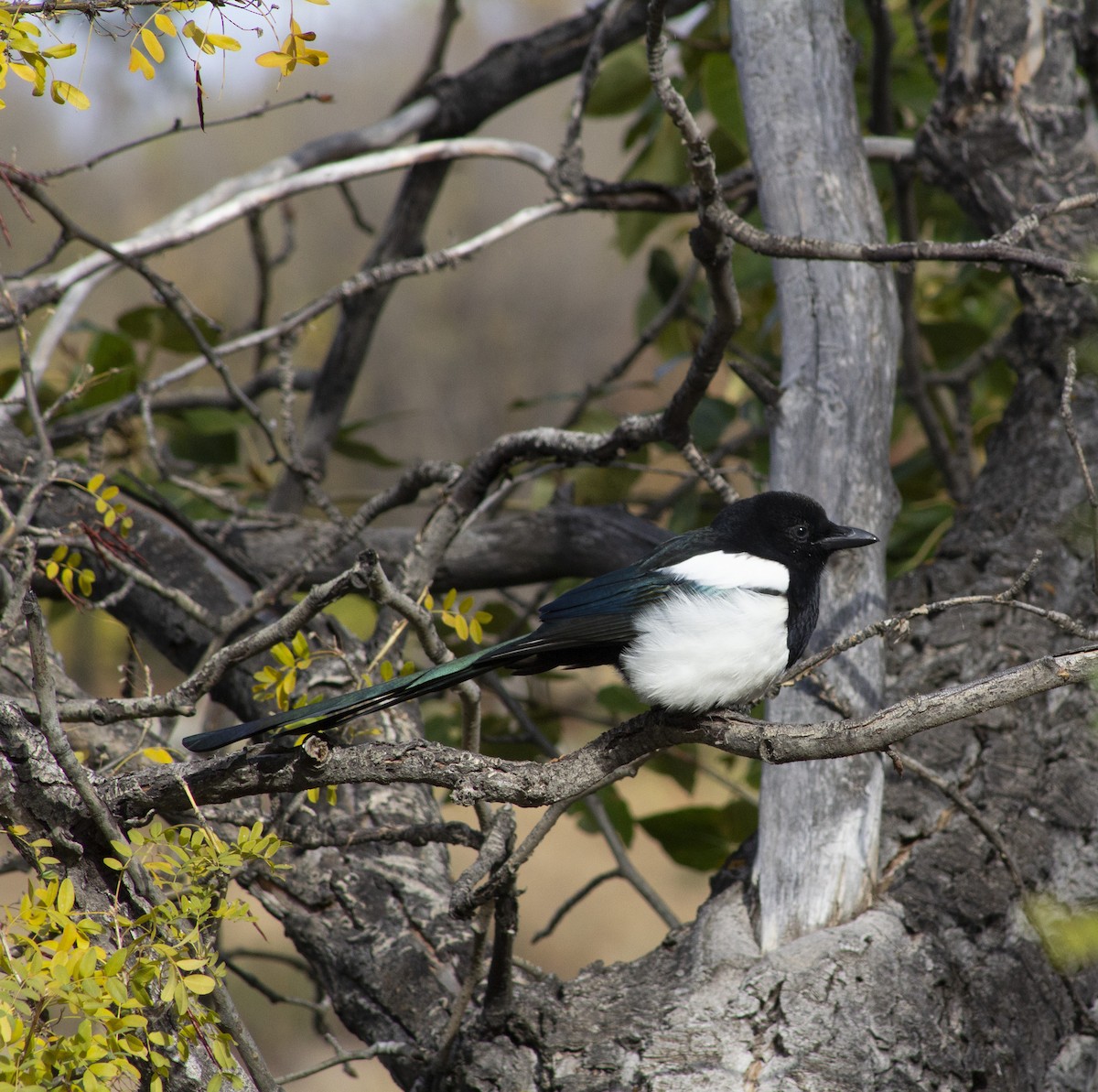Black-billed Magpie - ML643186393