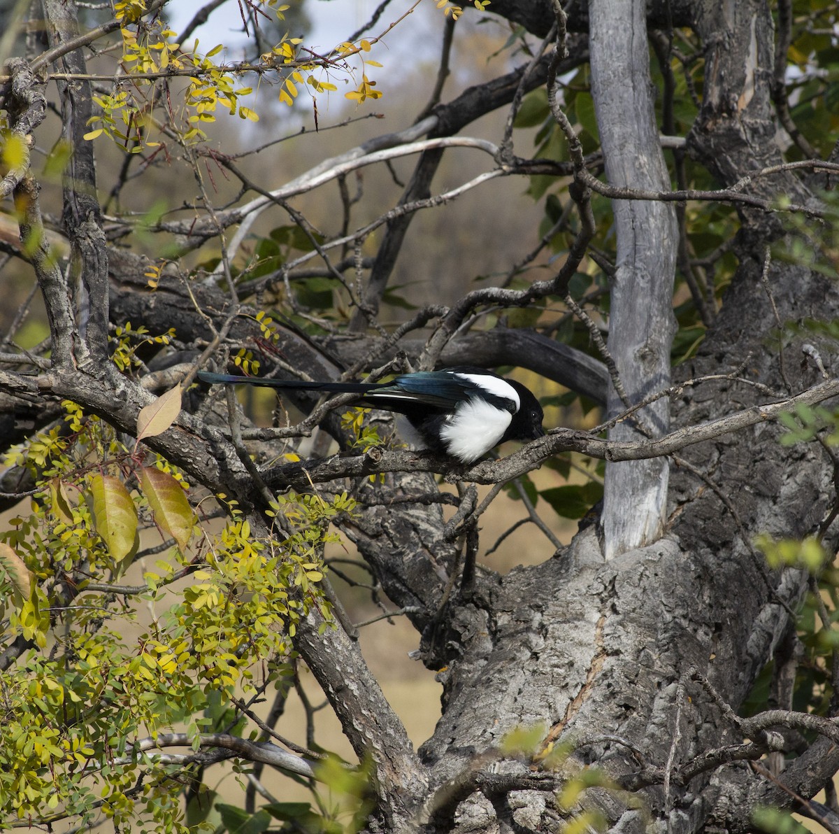 Black-billed Magpie - ML643186394