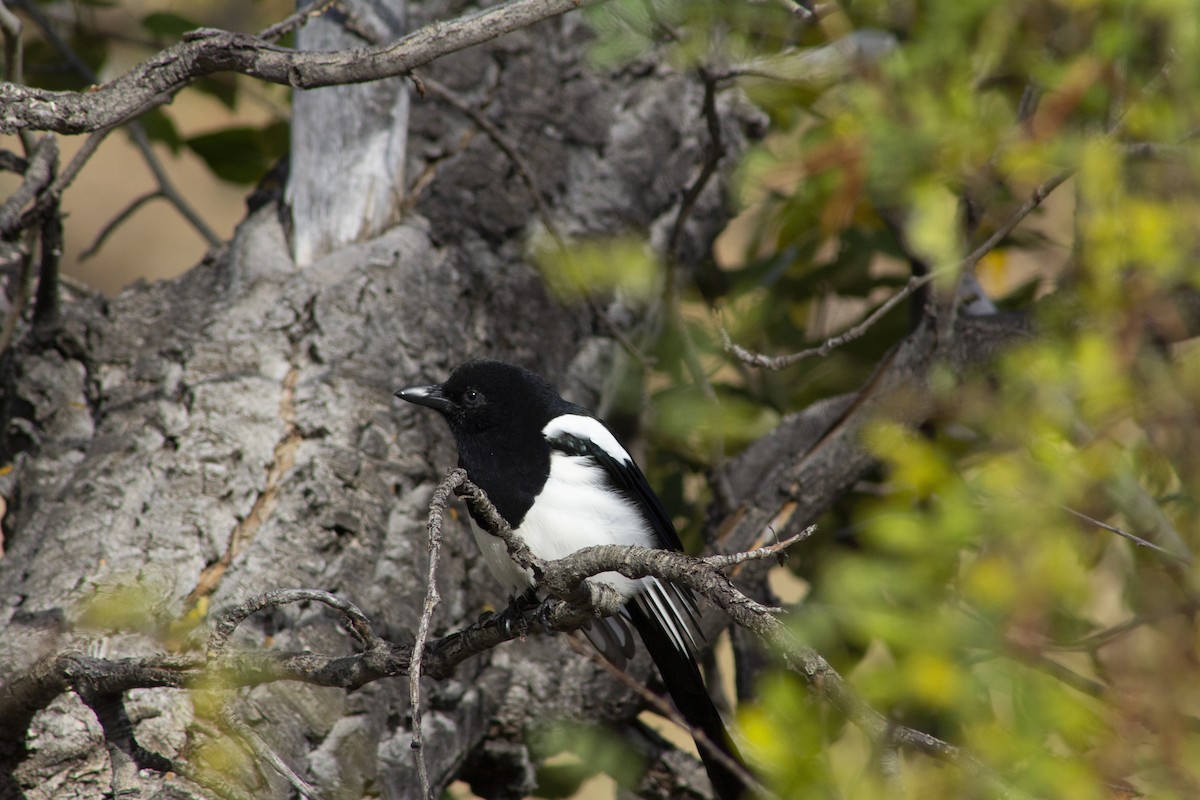 Black-billed Magpie - ML643186395