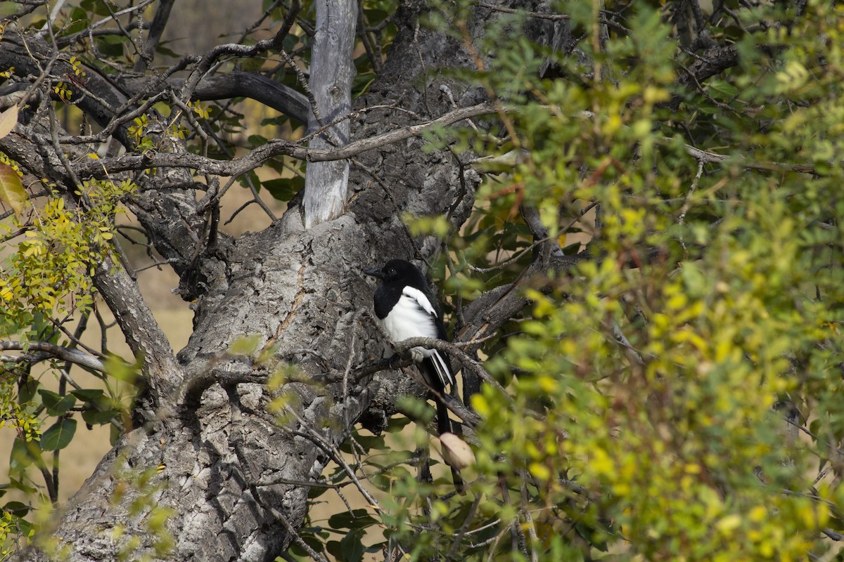 Black-billed Magpie - ML643186396