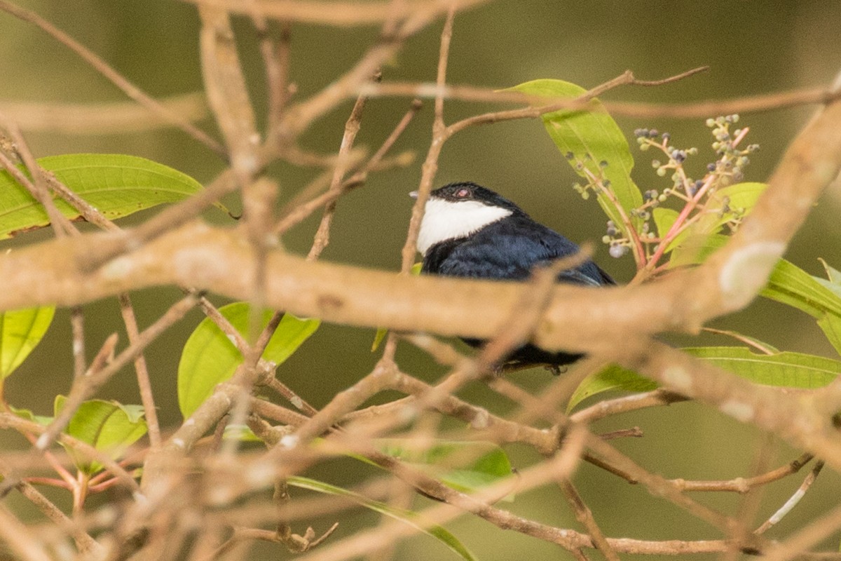 White-bibbed Manakin - ML643186399