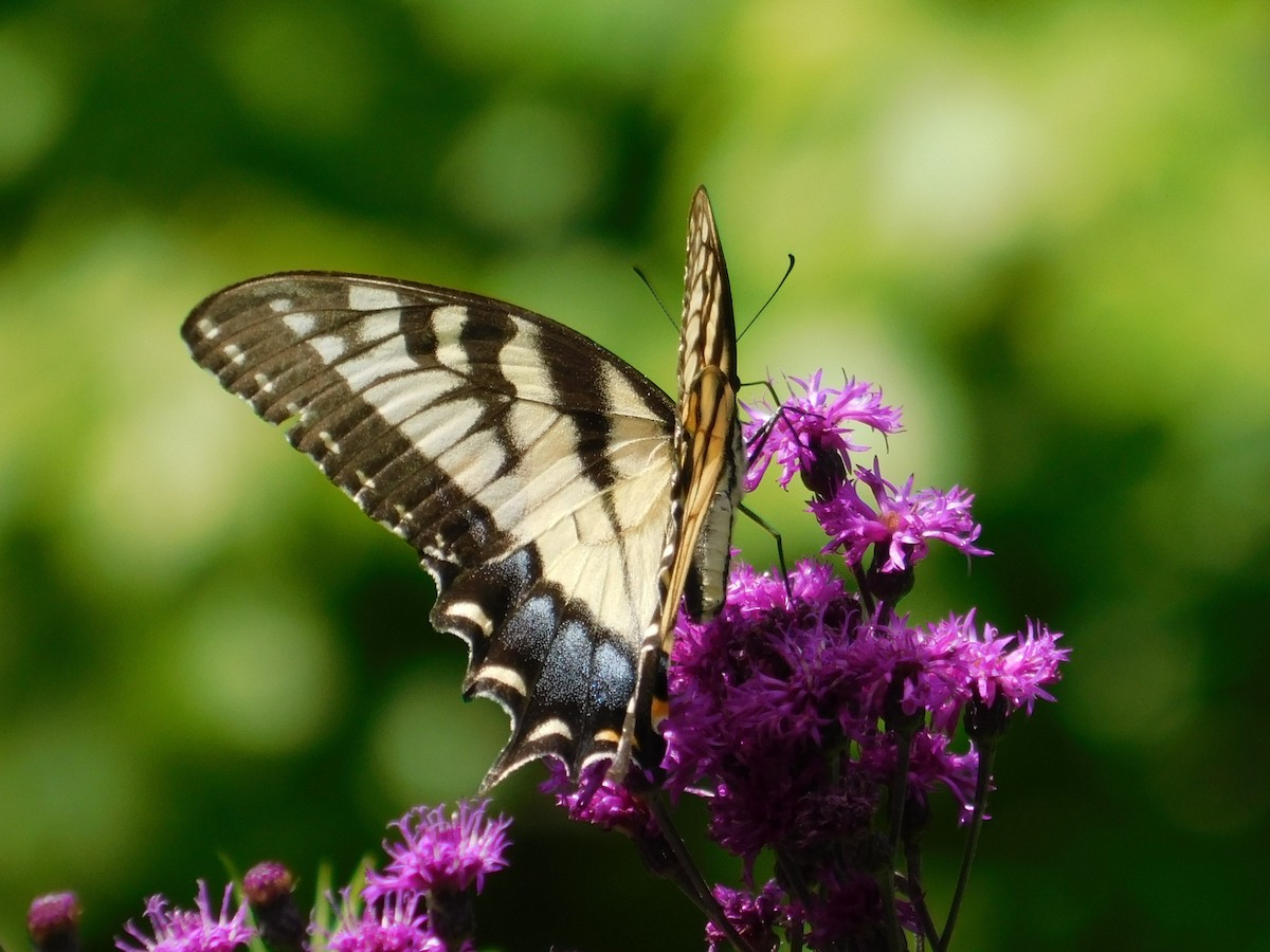 Eastern Tiger Swallowtail - ML643186402