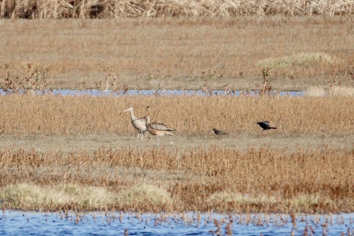 Long-billed Curlew - ML643186405