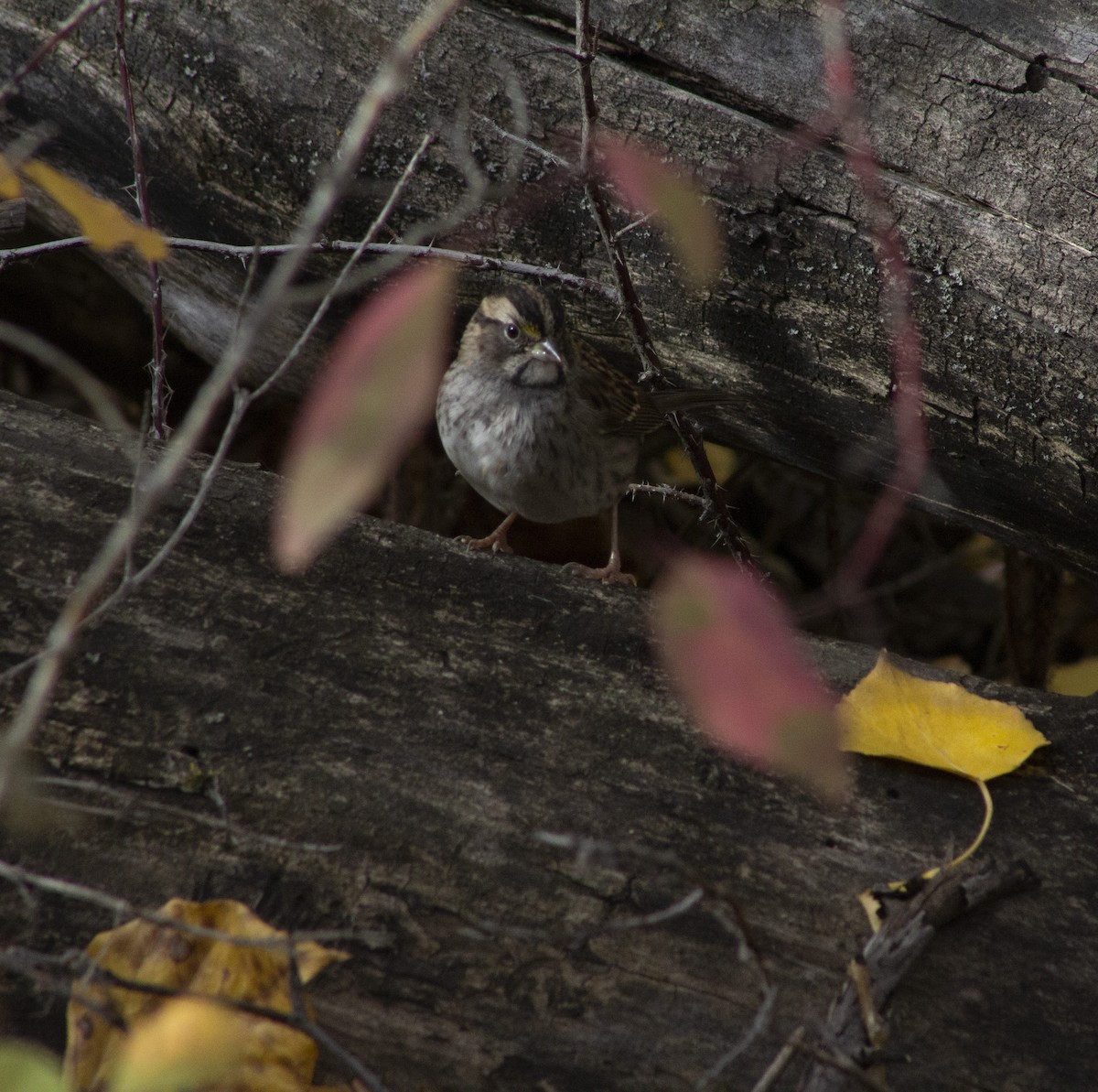 White-throated Sparrow - ML643186407