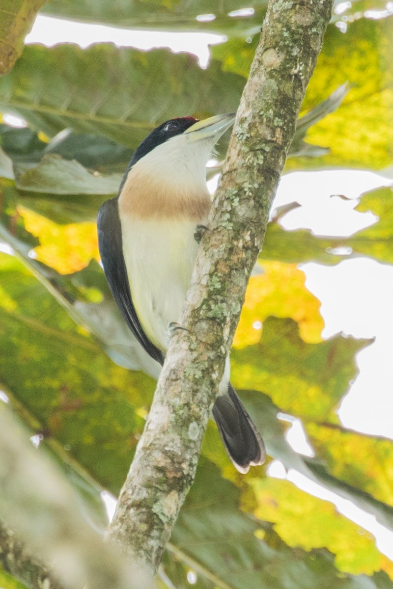 White-mantled Barbet - ML643186408