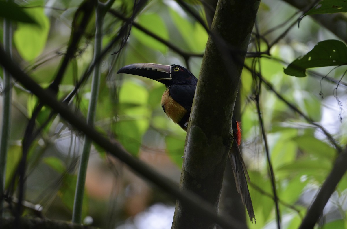 Collared Aracari - ML643186416