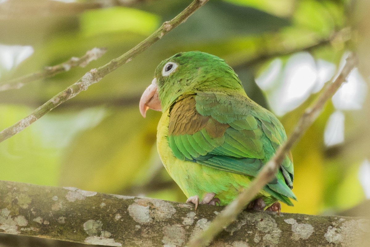 Orange-chinned Parakeet - ML643186418